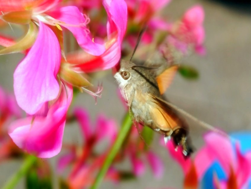 Immagini di archivio